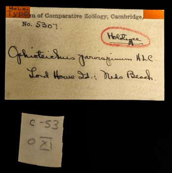 Media type: image;   Invertebrate Zoology OPH-5307 Description: Original handwritten specimen labels;  Aspect: labels